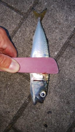 久々のショアジギング