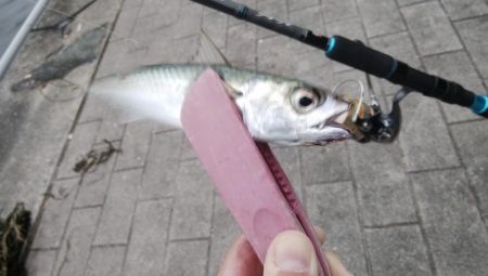 南港ショアジギング二日目