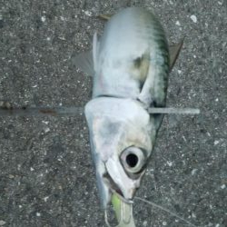 タチウオ調査でやっとタチウオ