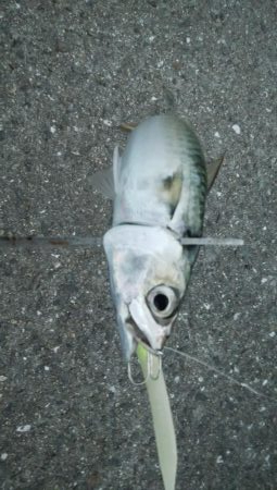 タチウオ調査でやっとタチウオ