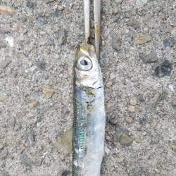 タチウオ調査でカマス