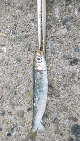 タチウオ調査でカマス