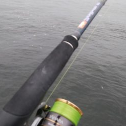 南港タチウオ調査