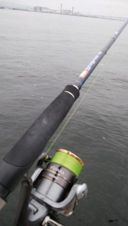 南港タチウオ調査