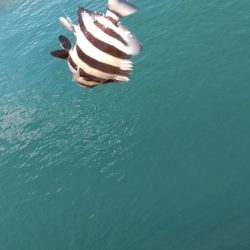 アジングタックルでライトゲーム