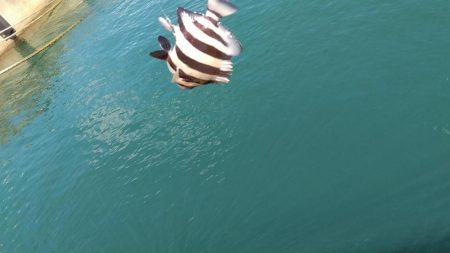 アジングタックルでライトゲーム