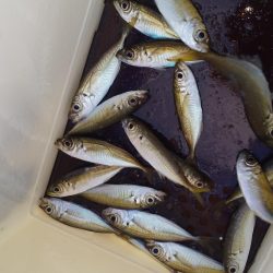 アオリイカ調査