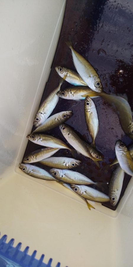 アオリイカ調査