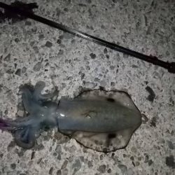 ナイトエギング