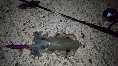 ナイトエギング