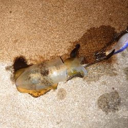 いなくはないけど数は少ない