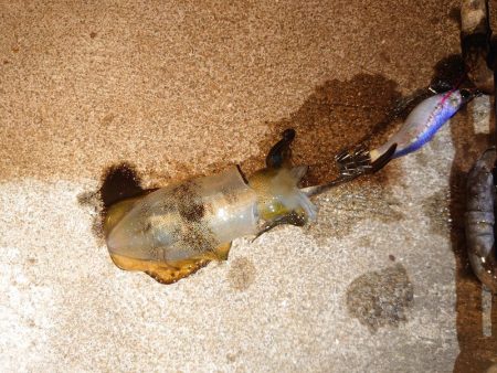 いなくはないけど数は少ない