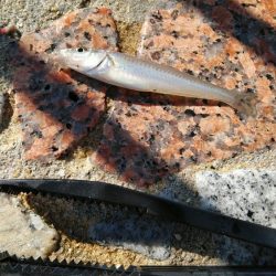 水濁りが消えたから……