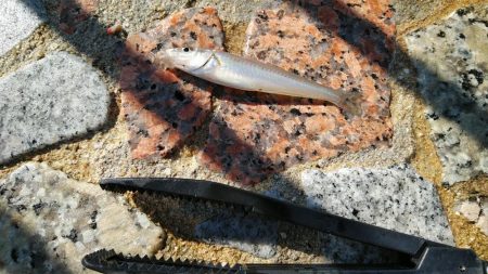 水濁りが消えたから……