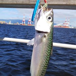 ぶら朝コスモ!!