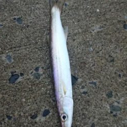 カマス入れ食いだったのに