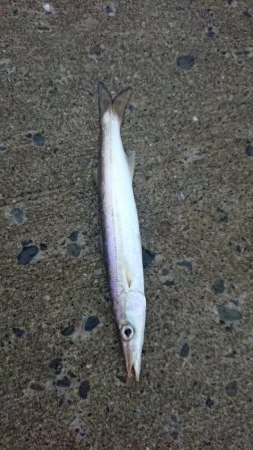 カマス入れ食いだったのに