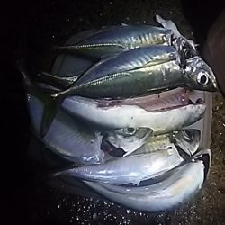 良型アジ⇒ウキタチ