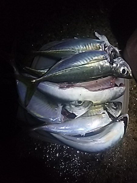 良型アジ⇒ウキタチ