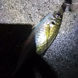 たちうおエサなくなるまで釣れる