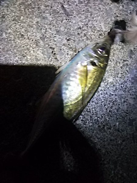 たちうおエサなくなるまで釣れる