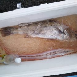 康仁丸・ジギング釣り果