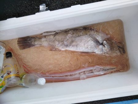 康仁丸・ジギング釣り果