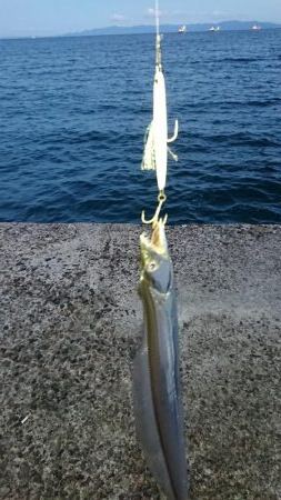 タチウオちょっと渋いです