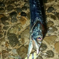 タチウオ！絶好調です！