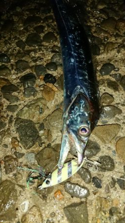 タチウオ！絶好調です！