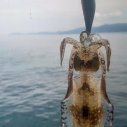 今季初エギング！