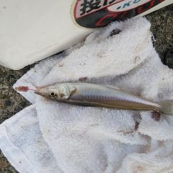 高砂港でリベンジキス