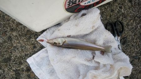 高砂港でリベンジキス