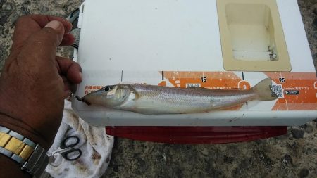 播磨新島のキスが釣れ始めました