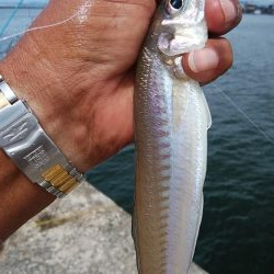 播磨新島へ３連投