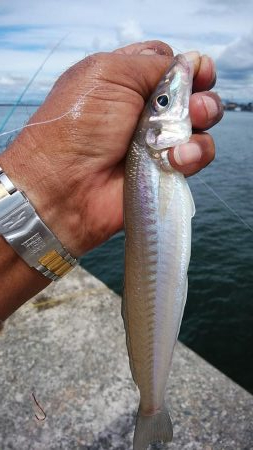 播磨新島へ３連投