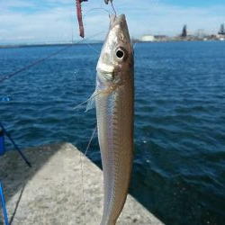 播磨新島へ４連投