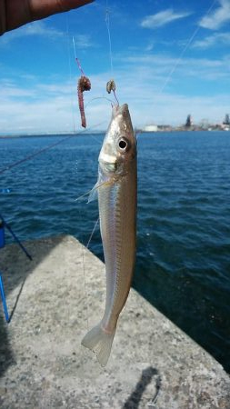 播磨新島へ４連投