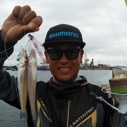 今日も播磨新島のキス調査