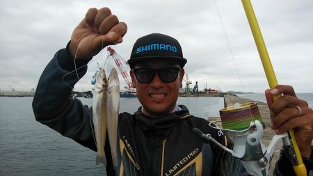 今日も播磨新島のキス調査