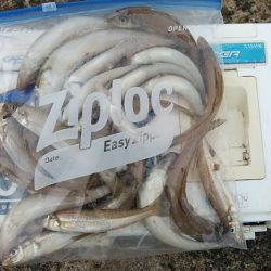 雨の播磨新島へキス調査　