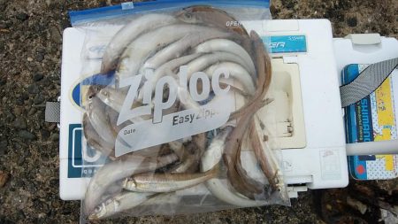 雨の播磨新島へキス調査　