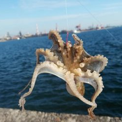 今日も播磨新島の様子を見て来ました