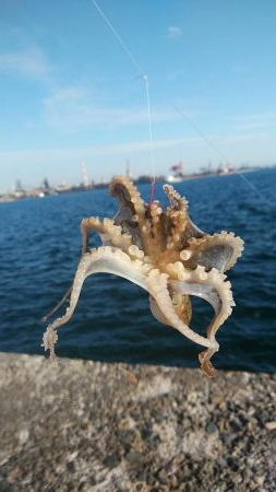 今日も播磨新島の様子を見て来ました