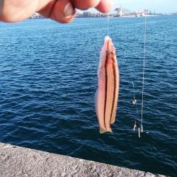 強風の播磨新島釣行