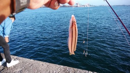 強風の播磨新島釣行