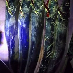 やっぱいた!タチウオ!