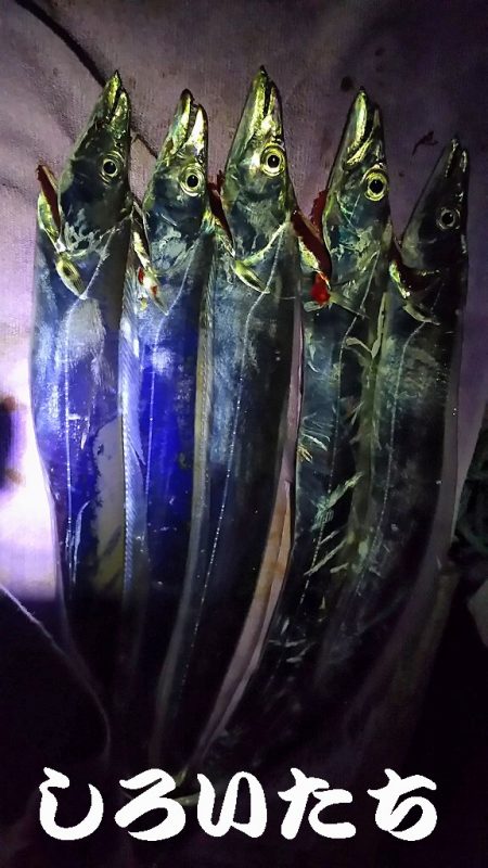 やっぱいた！タチウオ！