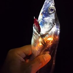 今日はタチウオ10匹釣る!と余裕のつもりが厳しかった!