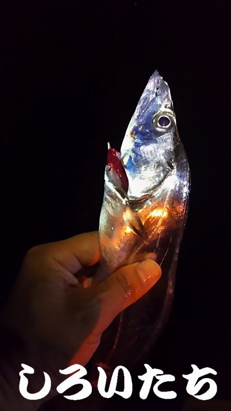 今日はタチウオ10匹釣る!と余裕のつもりが厳しかった!